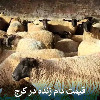 قیمت دام زنده در کرج